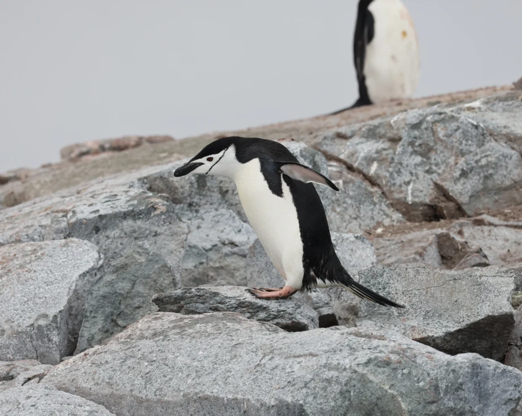 Chinstrap penguin