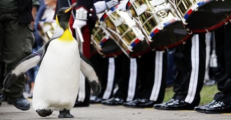 Sir Nils Olav the Penguin