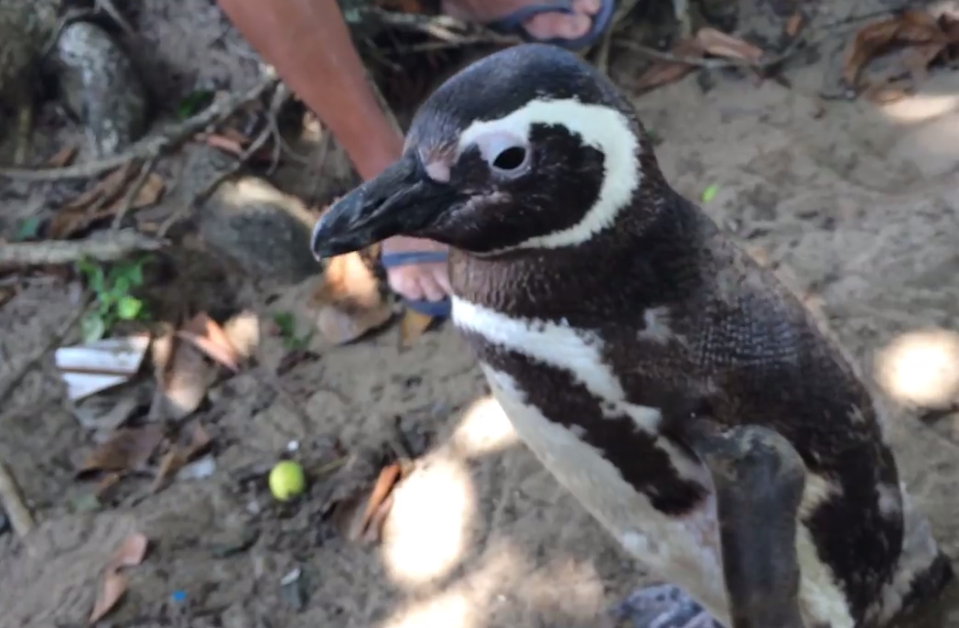 Dindim the Magellanic Penguin: A Story of Resilience and Love