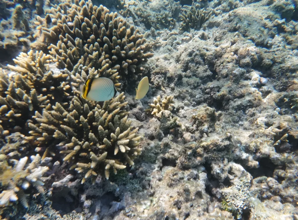 Coral reef in Fiji Islands close to blue Lagoon Resort